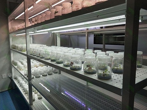 重庆植物组织培养实验室设计建设方案